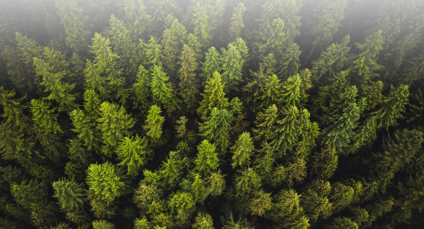 Sustainability